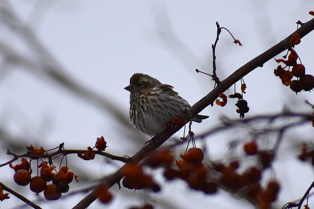 Cassin's Finch - ML647037808