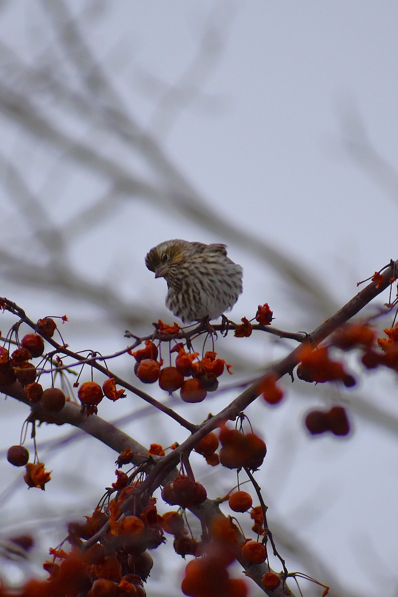 Cassin's Finch - ML647037809