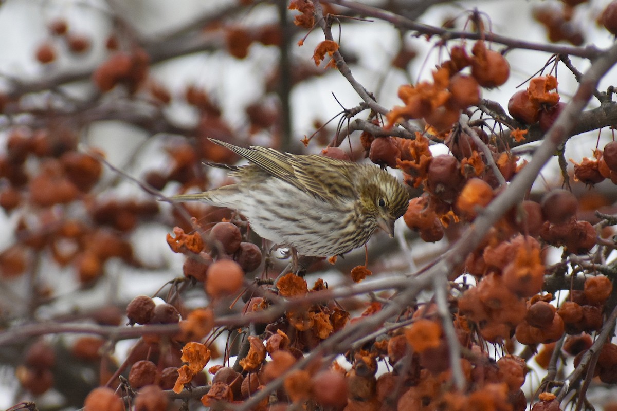 Cassin's Finch - ML647037810