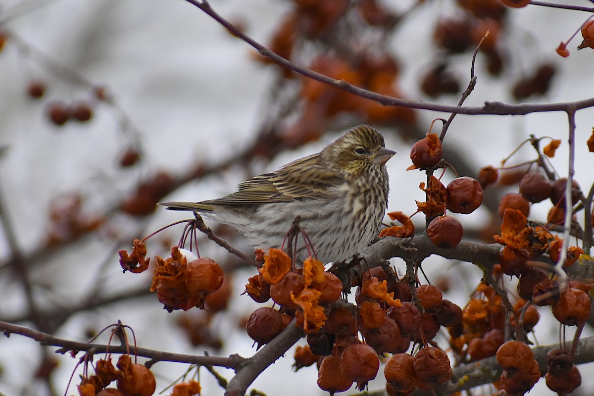 Cassin's Finch - ML647037811