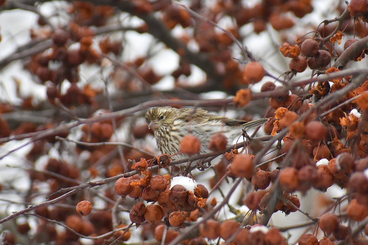 Cassin's Finch - ML647037812