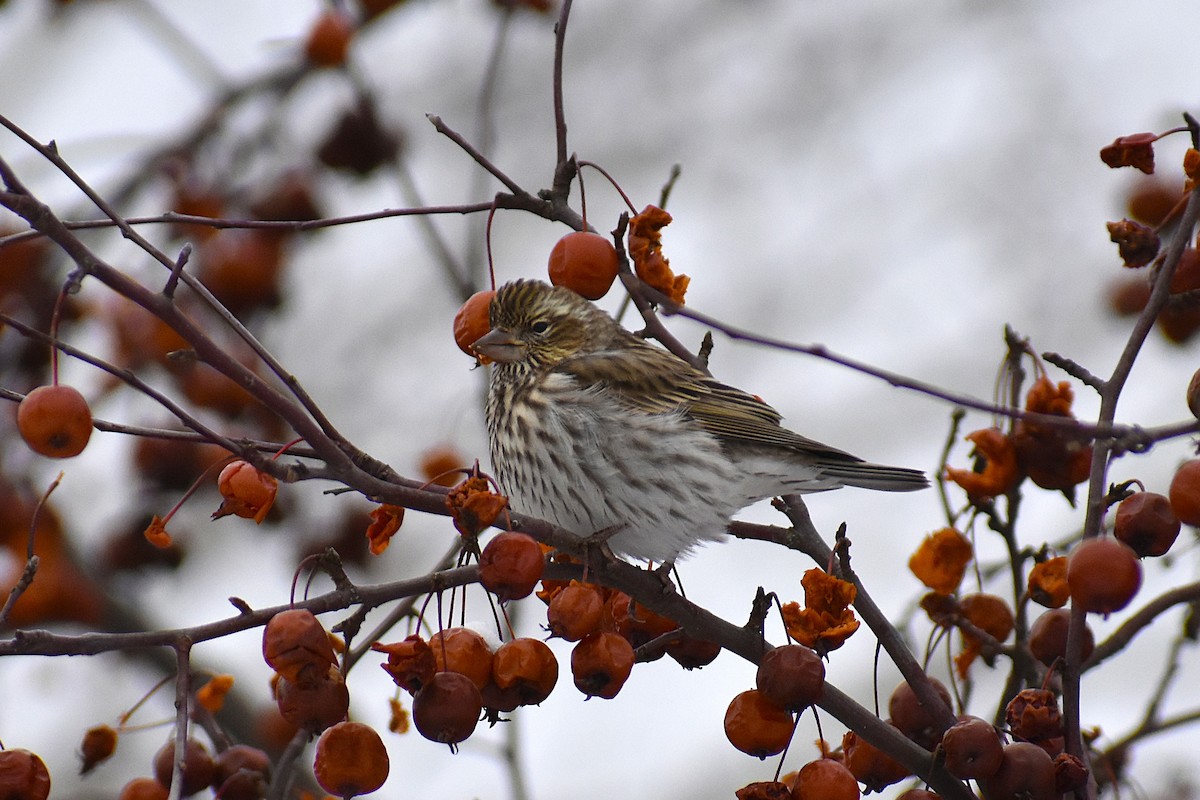 Cassin's Finch - ML647037813