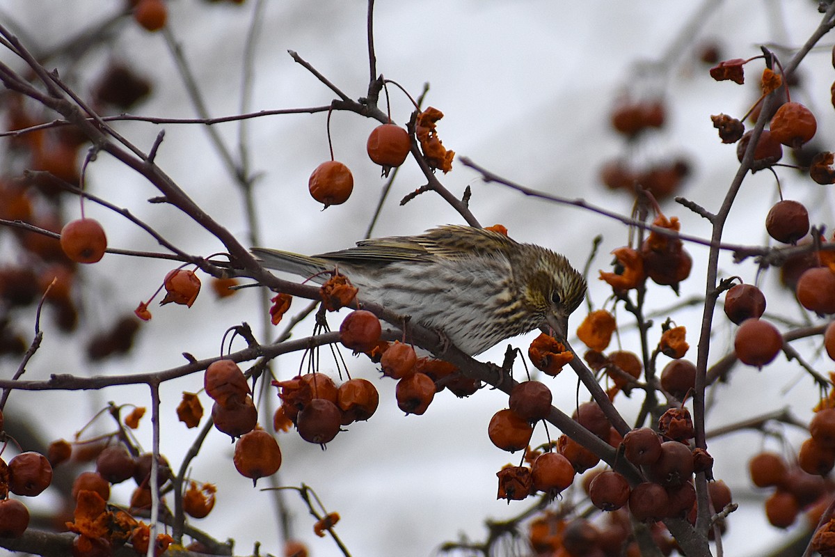 Cassin's Finch - ML647037814