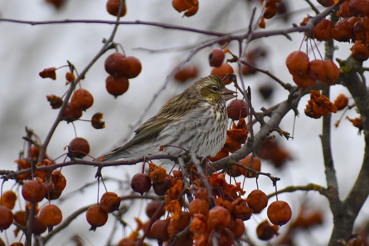 Cassin's Finch - ML647037815