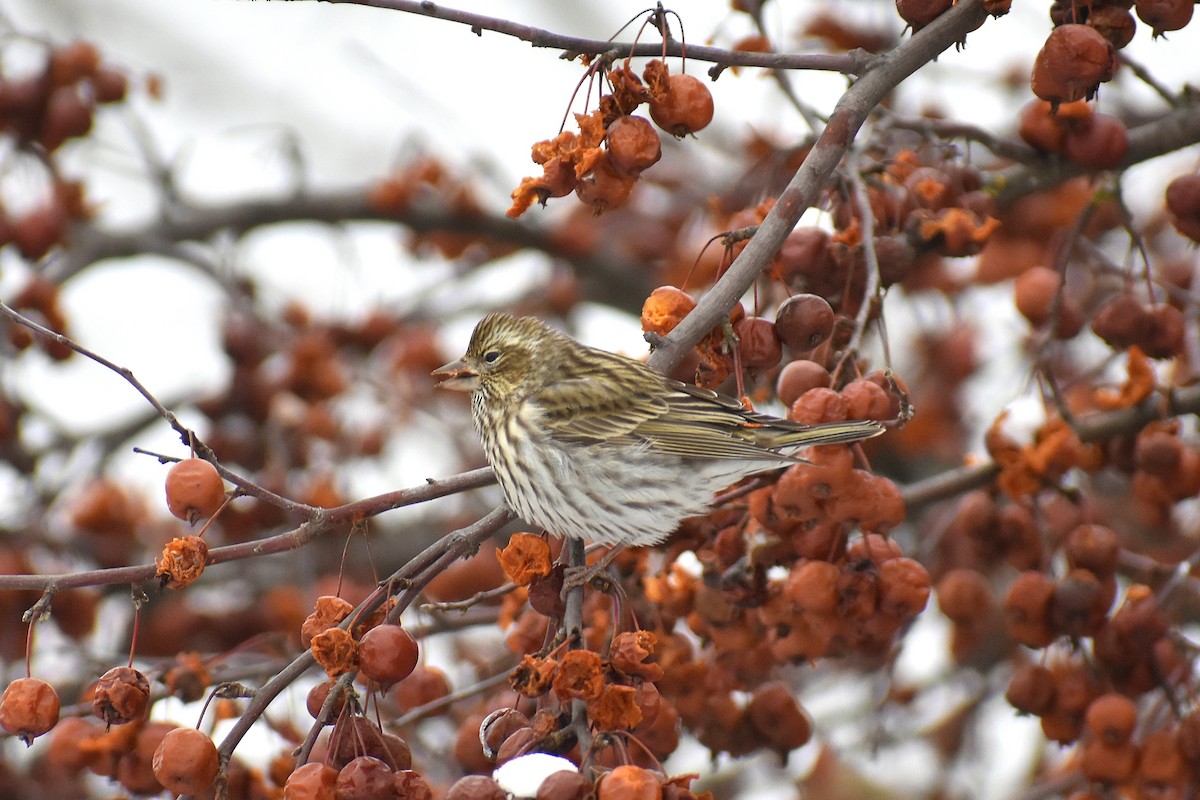 Cassin's Finch - ML647037816