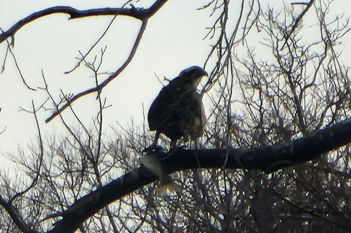 Osprey - ML647037818