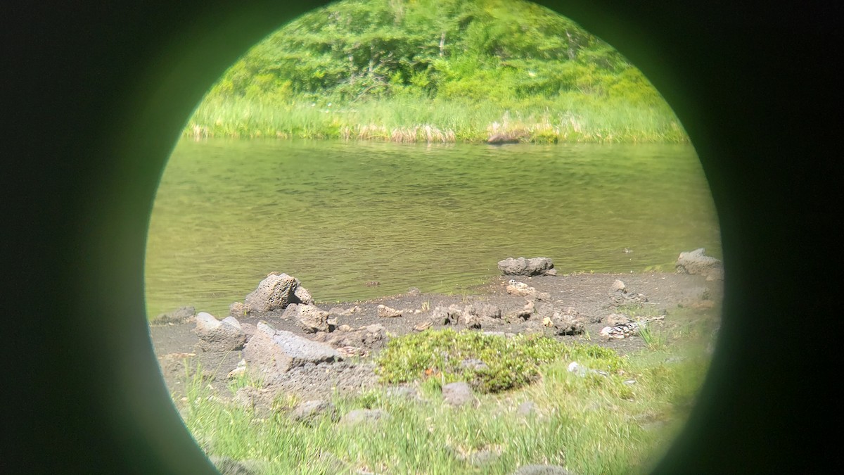 Buff-winged Cinclodes - ML647037819