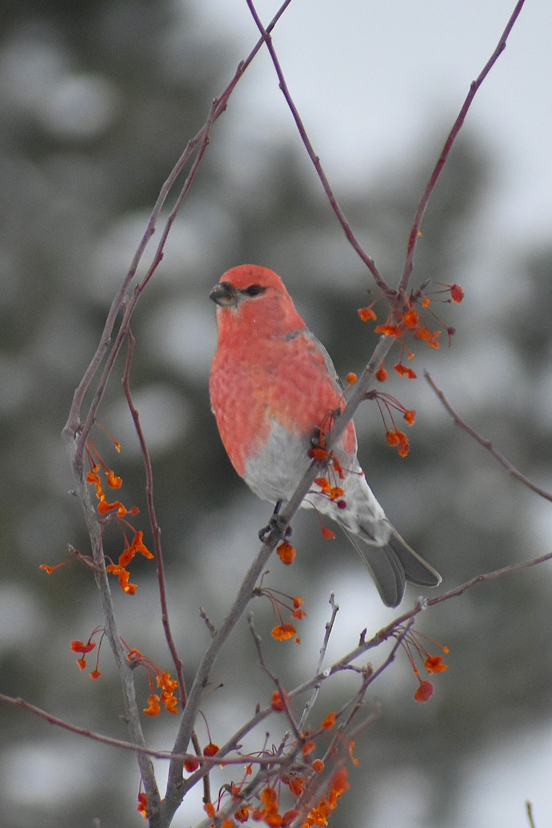 Pine Grosbeak - ML647037828