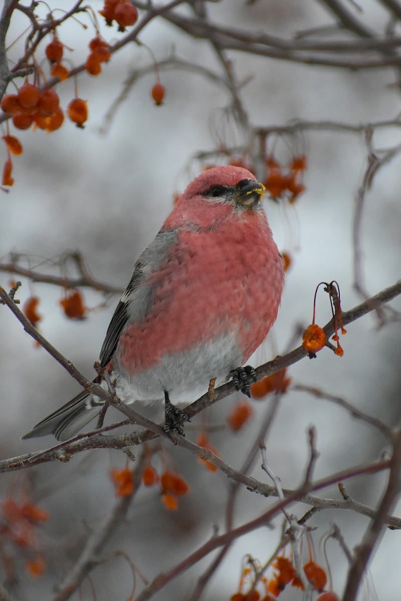 Pine Grosbeak - ML647037829