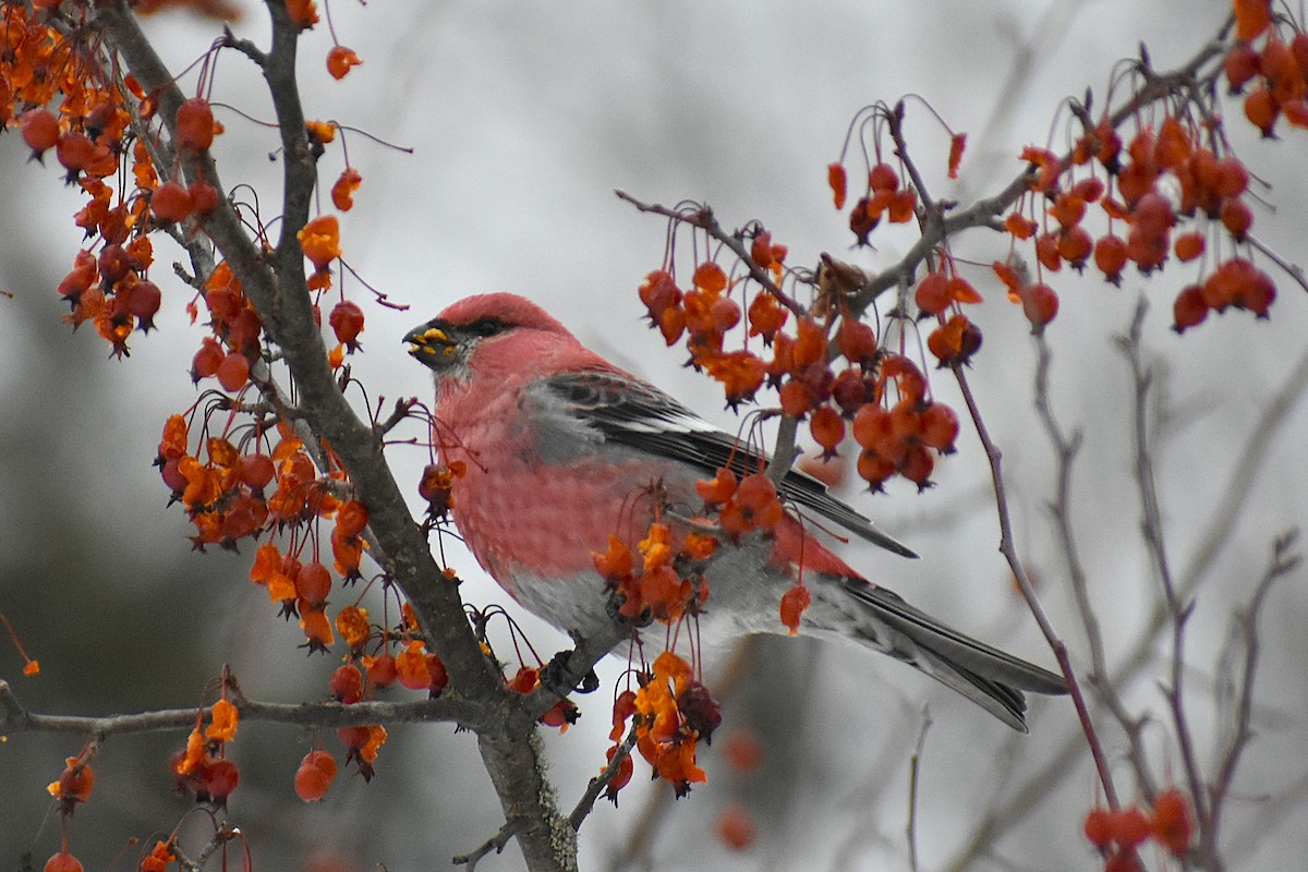 Pine Grosbeak - ML647037830