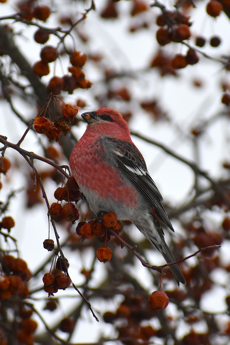 Pine Grosbeak - ML647037831