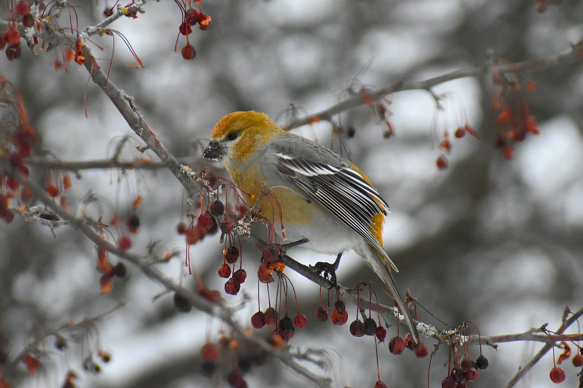 Pine Grosbeak - ML647037832