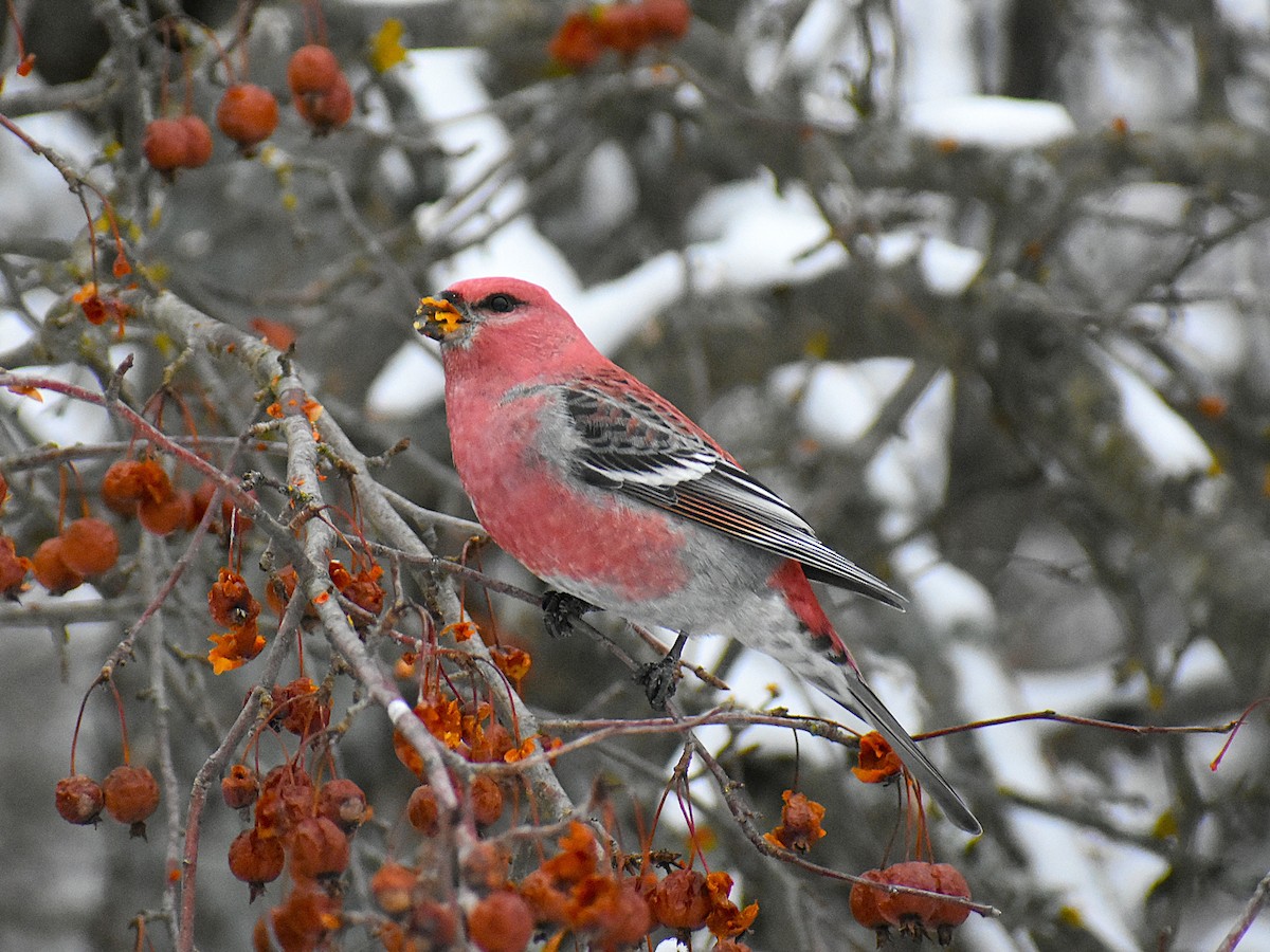 Pine Grosbeak - ML647037833