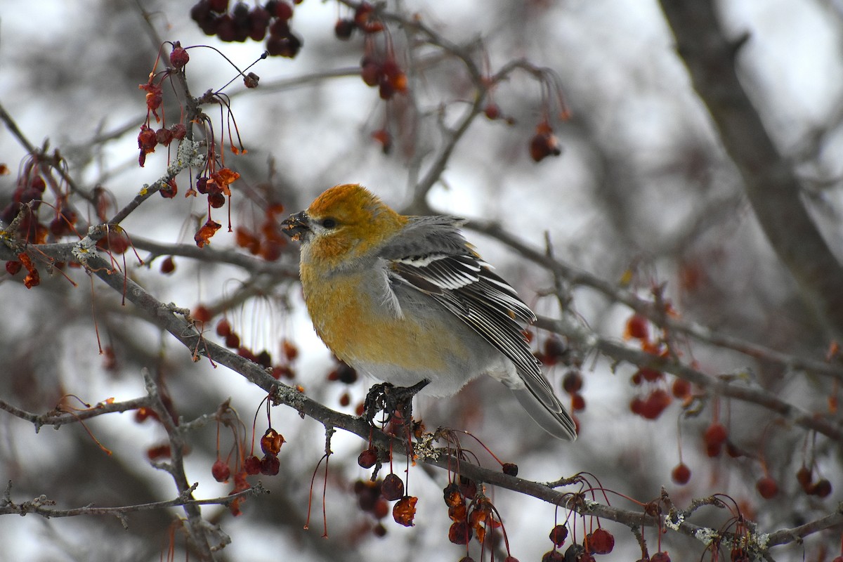 Pine Grosbeak - ML647037835