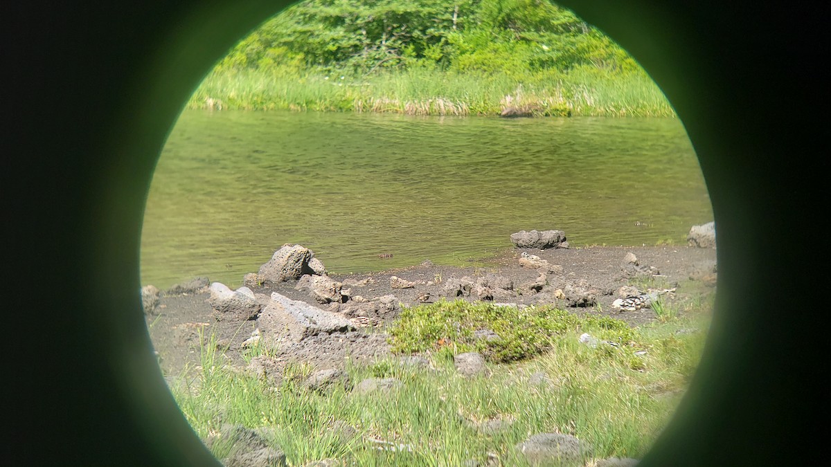 Buff-winged Cinclodes - ML647037836