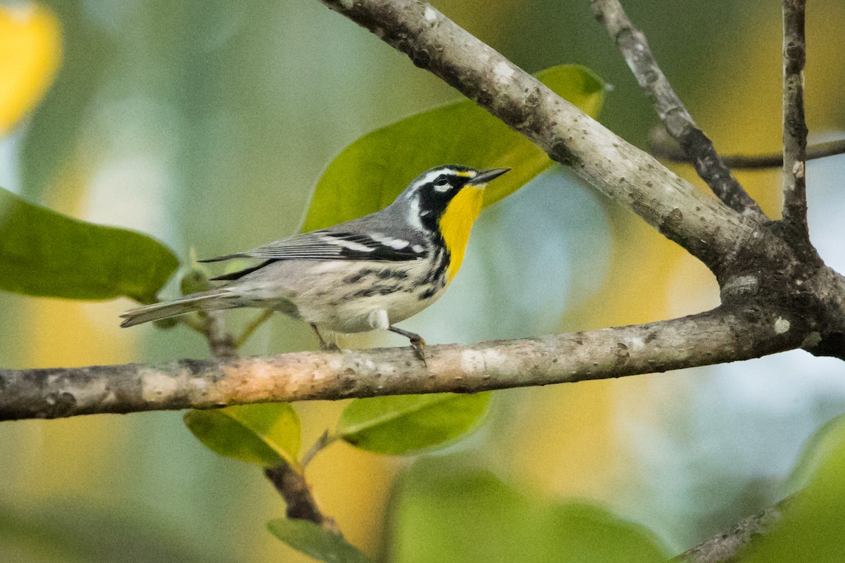 lesňáček zlatohrdlý - ML647037843