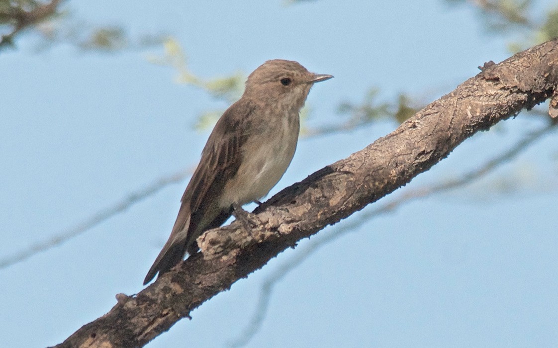 gråfluesnapper - ML647037844