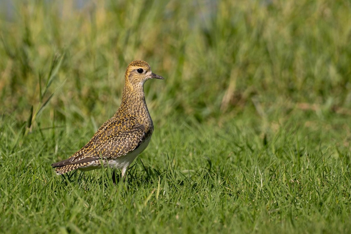 Сивка звичайна - ML647037845