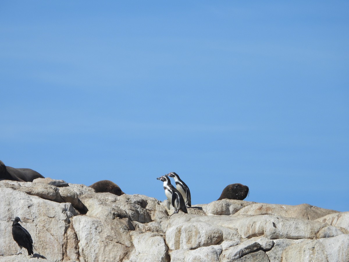 Humboldt Penguin - ML647037864