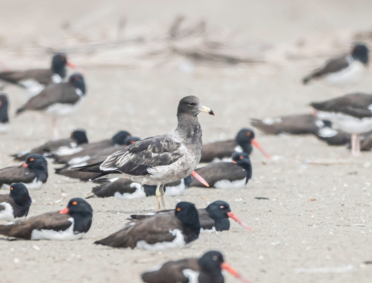 Belcher's Gull - ML647037873