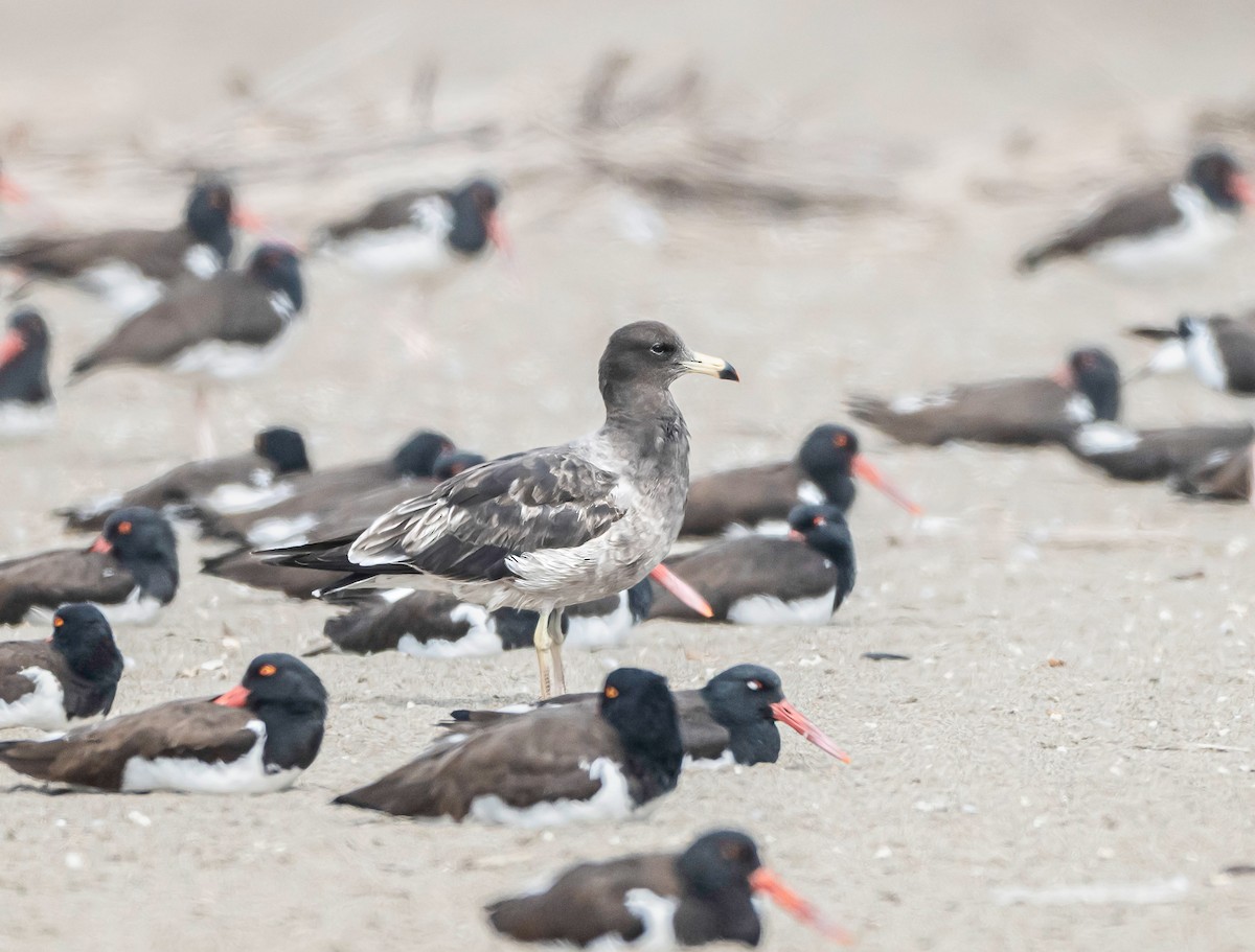 Belcher's Gull - ML647037874