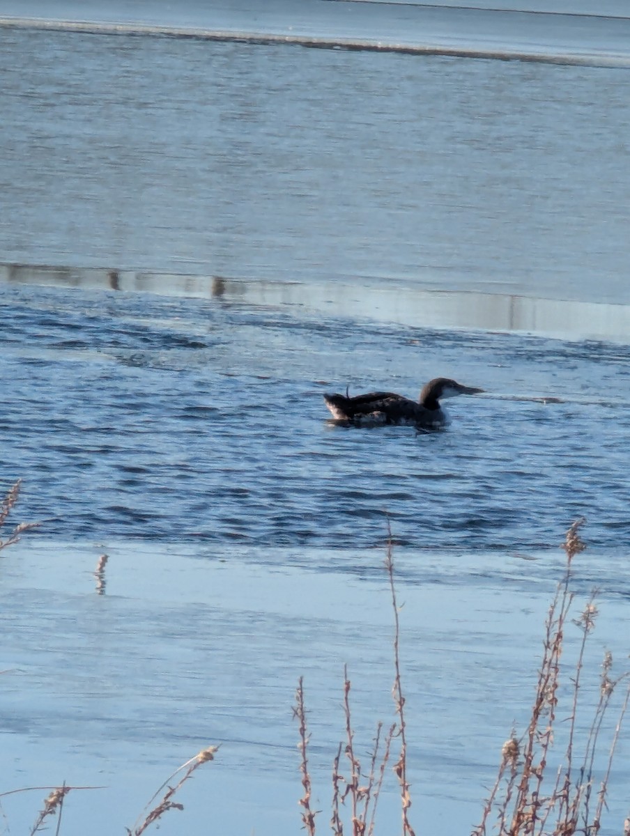 potáplice lední - ML647037876