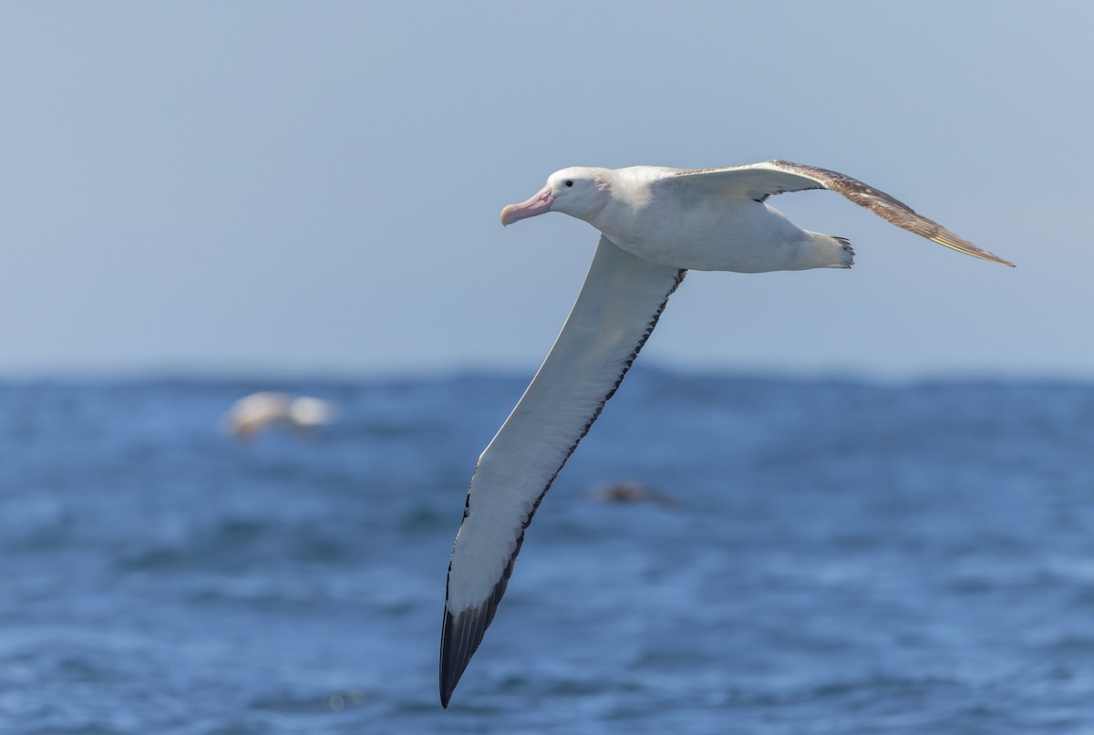 Antipodean Albatross - ML647037877
