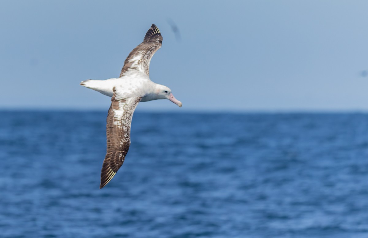 Antipodean Albatross - ML647037878