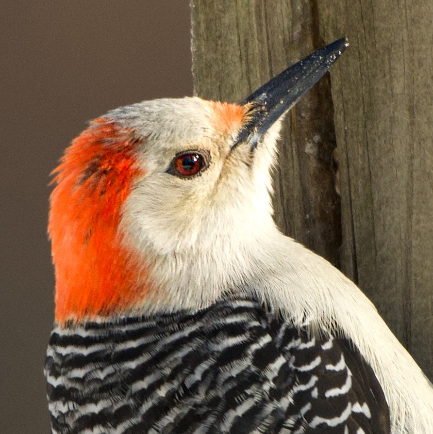 シマセゲラ - ML647037880