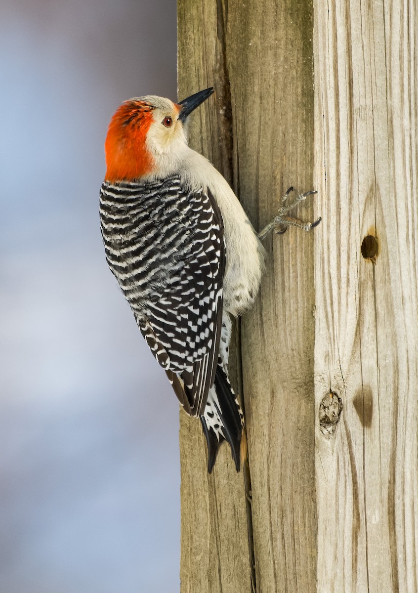 シマセゲラ - ML647037881