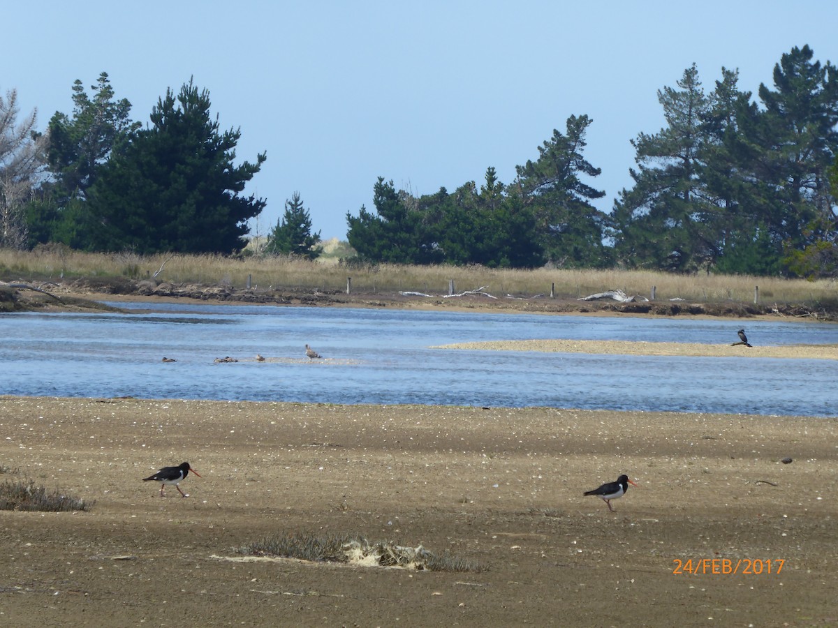 South Island Oystercatcher - ML647037883