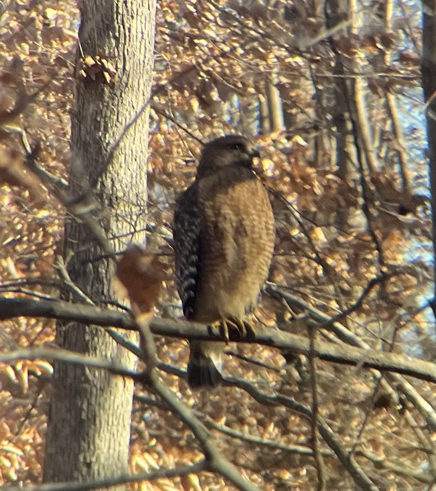 Buse à épaulettes - ML647037888