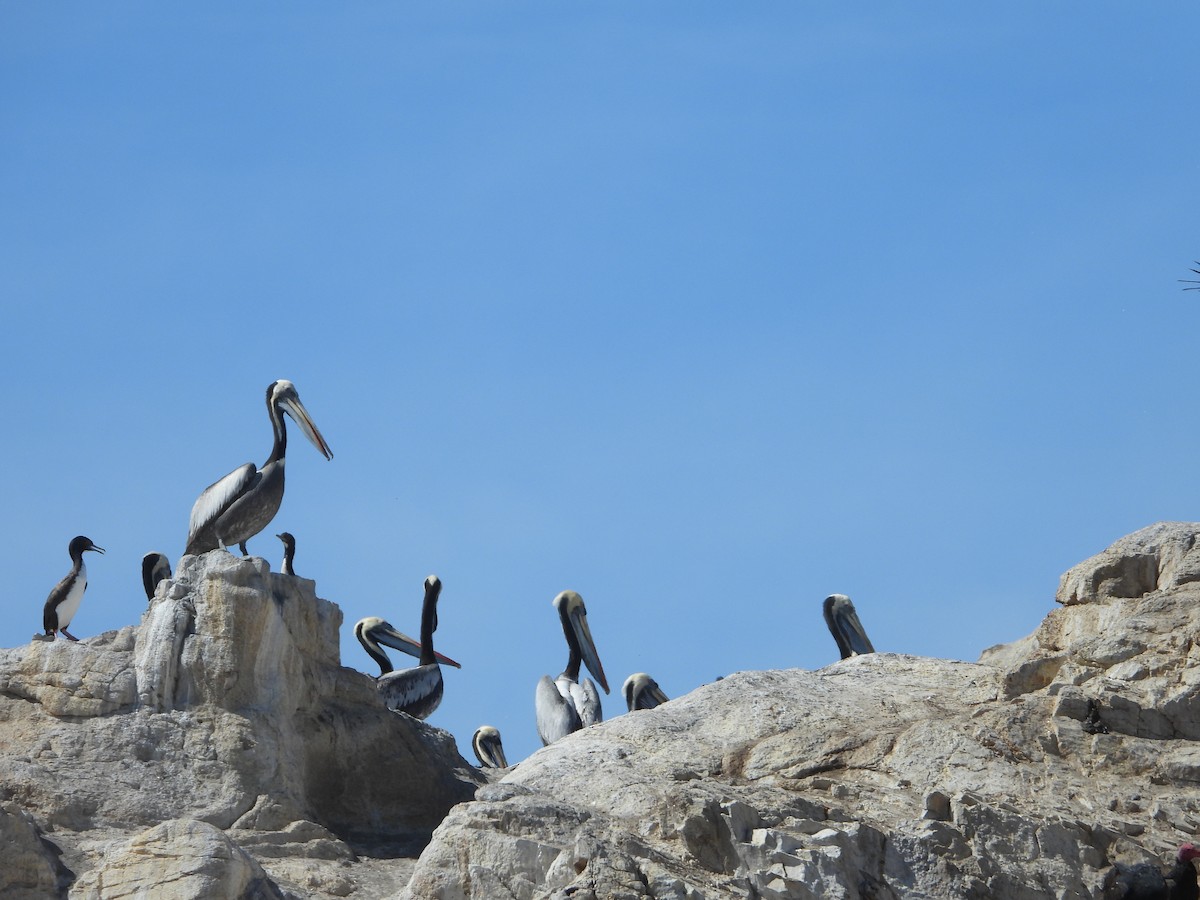 Peruvian Pelican - ML647037898
