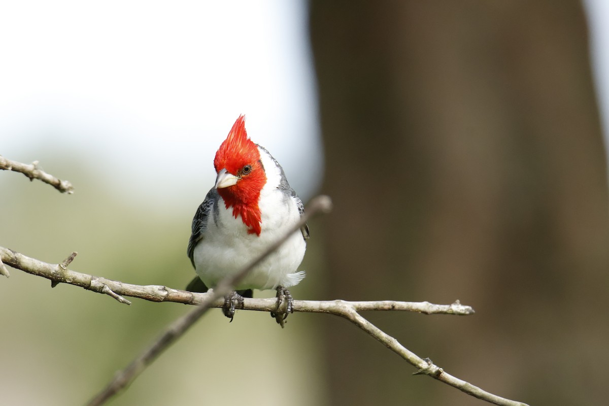 Red-crested Cardinal - ML647037900