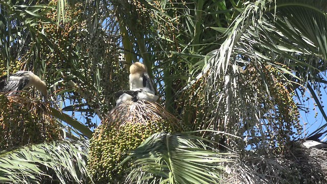 נחשון אמריקני - ML647037902