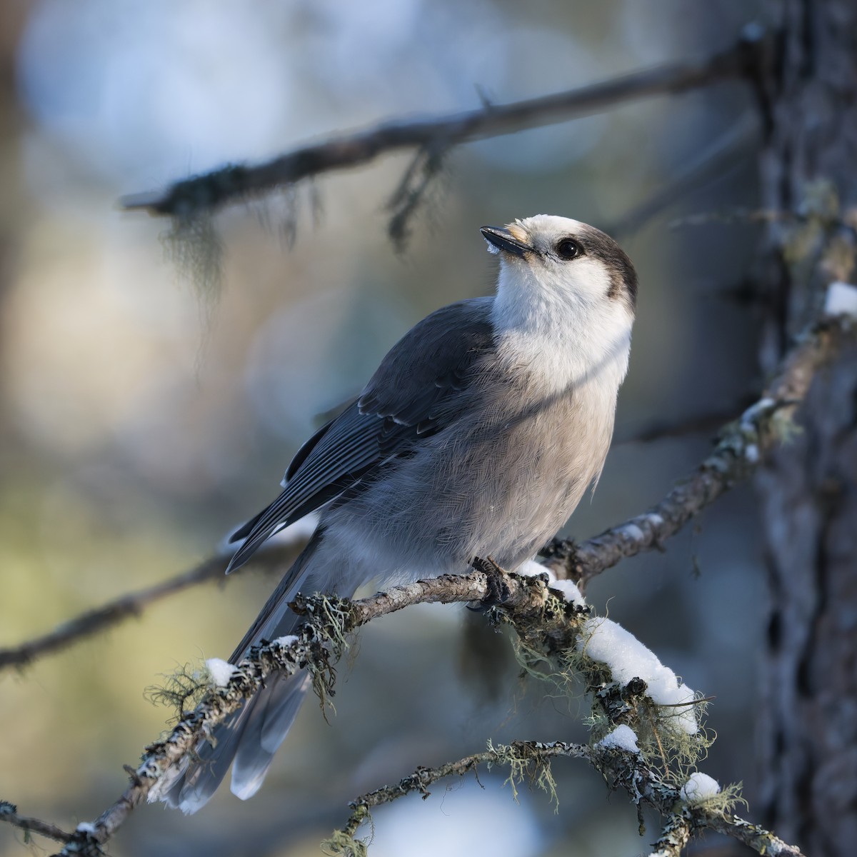 gråskrike - ML647037903