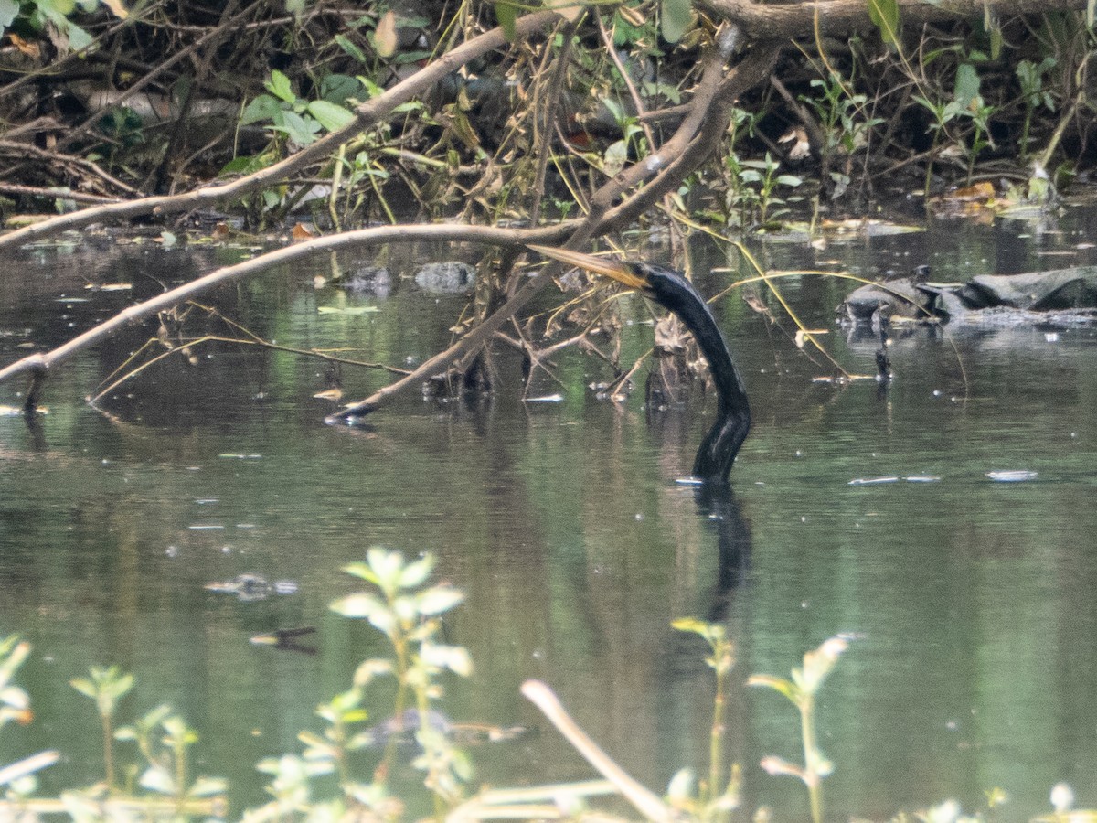 Anhinga - ML647037904