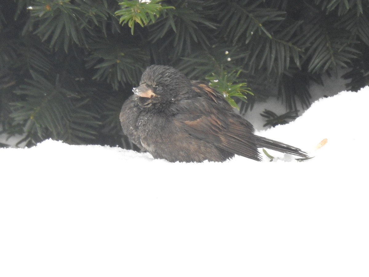 House Sparrow - ML647037905