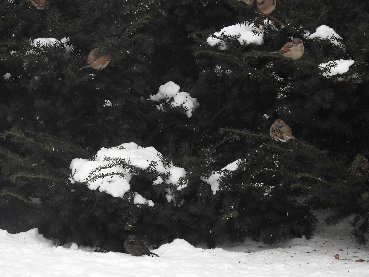 House Sparrow - ML647037906