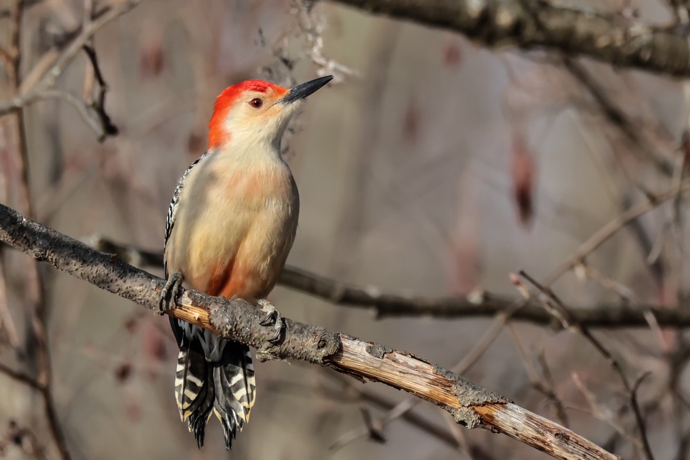 シマセゲラ - ML647037907