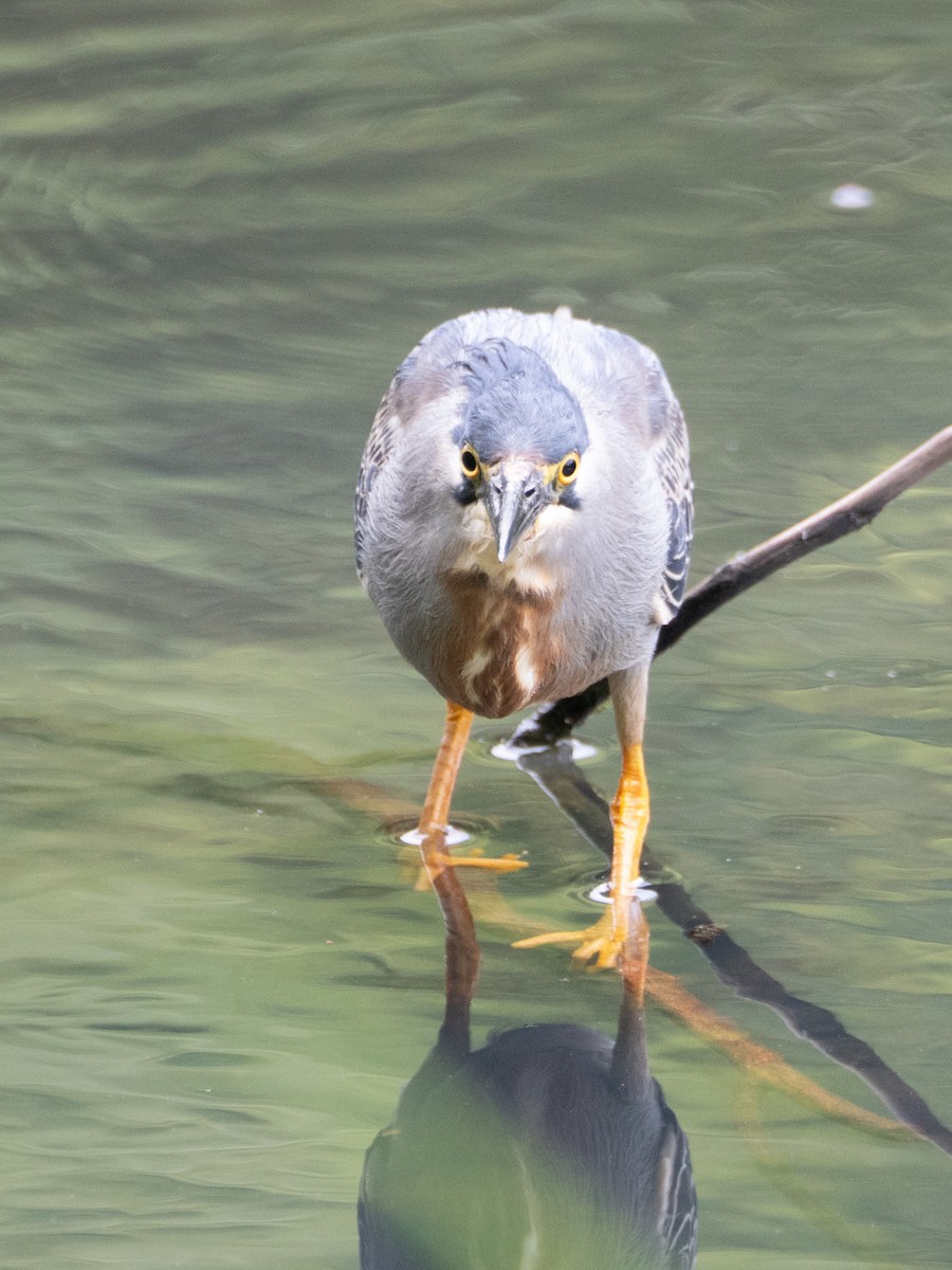 Striated Heron - ML647037912