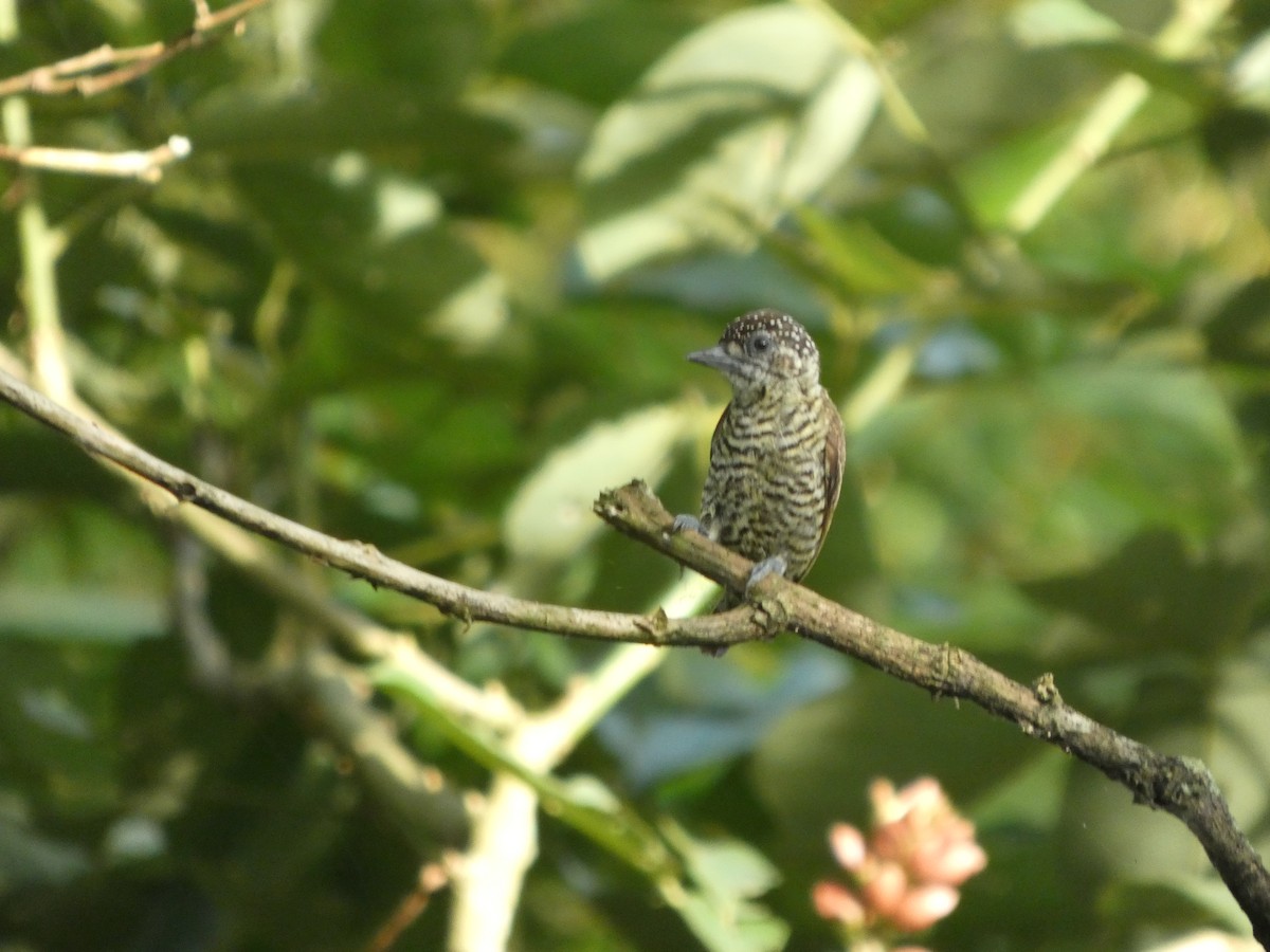 Lafresnaye's Piculet - ML647037916