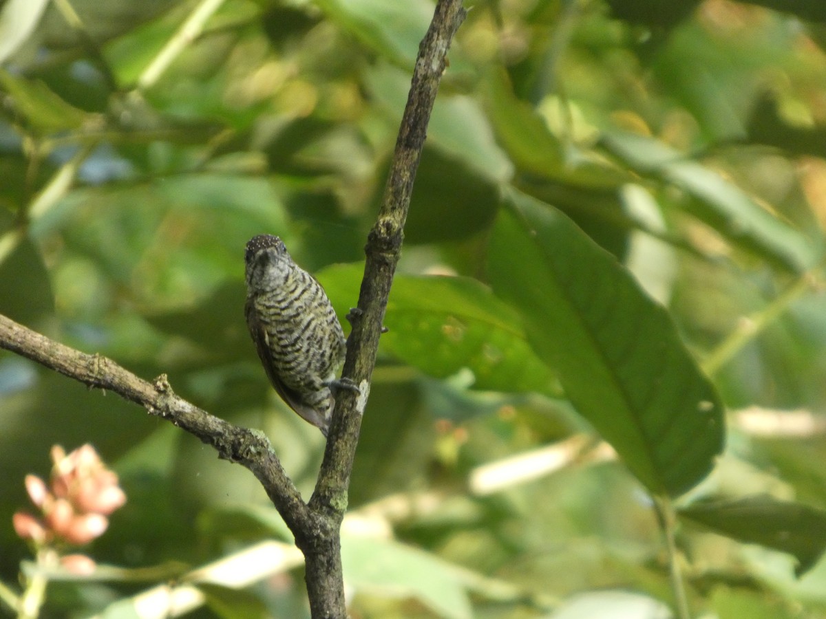 Lafresnaye's Piculet - ML647037917