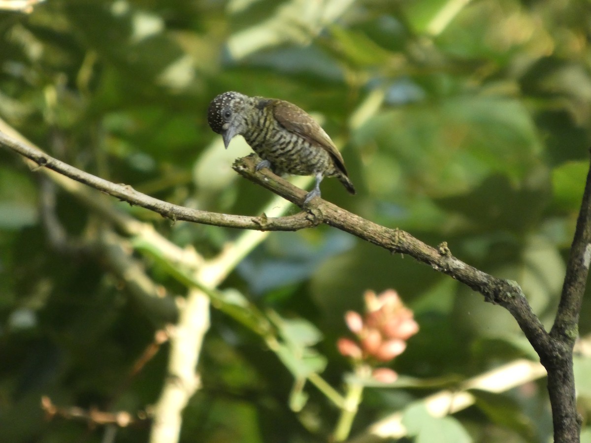 Lafresnaye's Piculet - ML647037918
