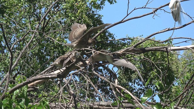 אנפת לילה - ML647037919