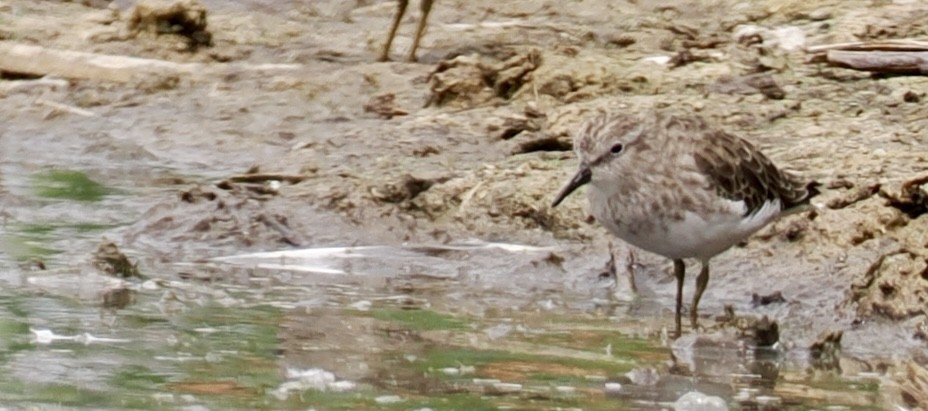 Semipalmated Sandpiper - ML647037921