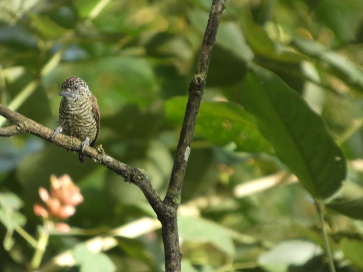 Lafresnaye's Piculet - ML647037922