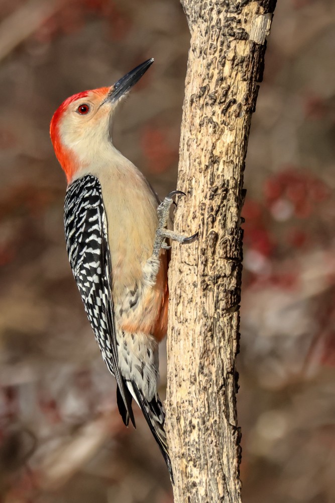 シマセゲラ - ML647037926