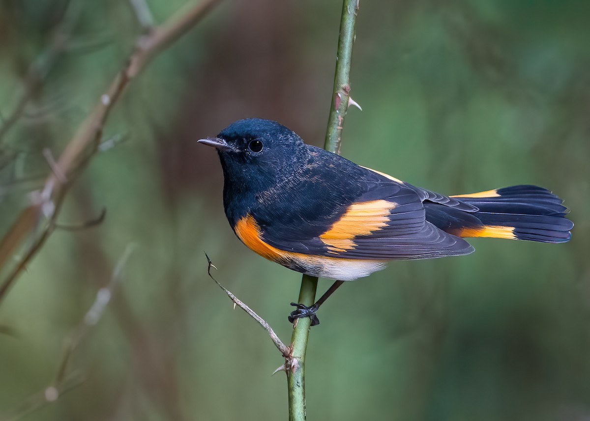סבכון חכלילי - ML647037929