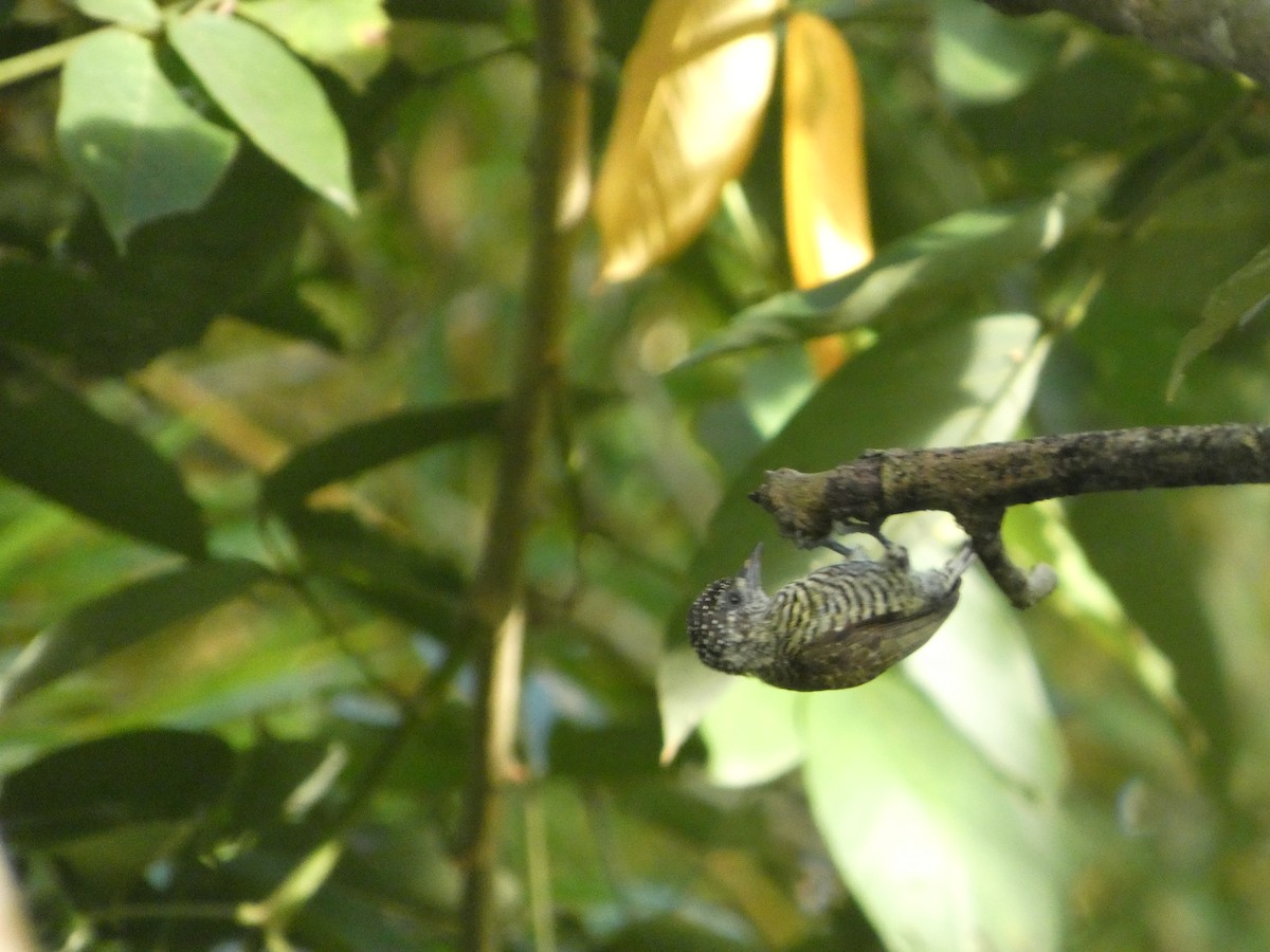 Lafresnaye's Piculet - ML647037931